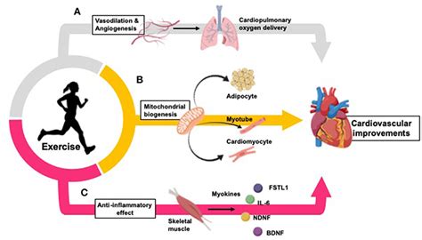 Resistance Exercise and Its Effects on Cardiovascular Disease and Risk Factors